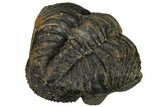 Bumpy, Enrolled Drotops Trilobite - Around #92496-6
